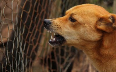 How to Handle Dog Bite Injury Cases